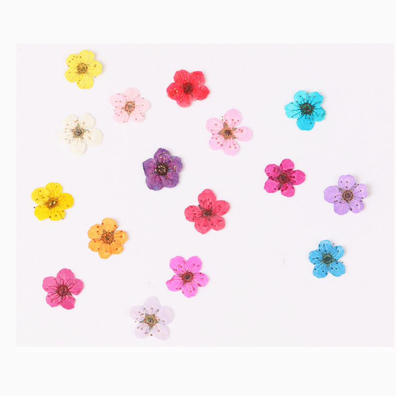 60 قطعة صغيرة ضغط المجففة نارس - مراجعة Dried Flower Bookmark وسعره
